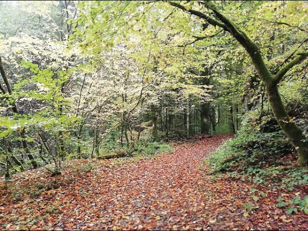 bos in Fays-Les-Veneurs