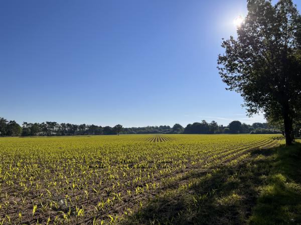 Boshuis Eersel weiland